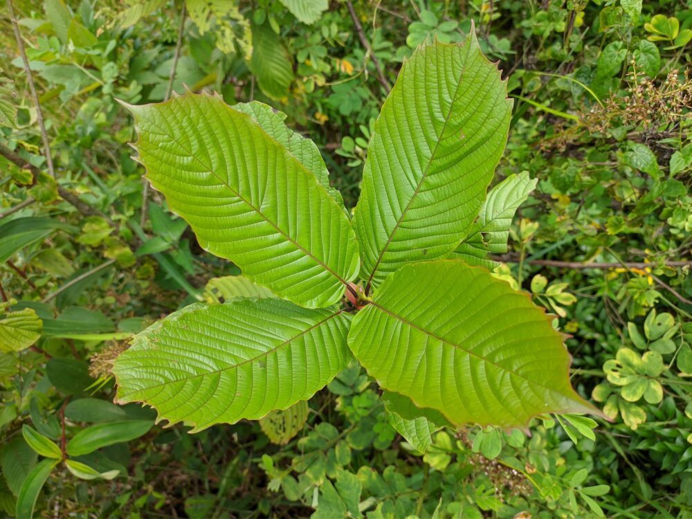 Weed plant