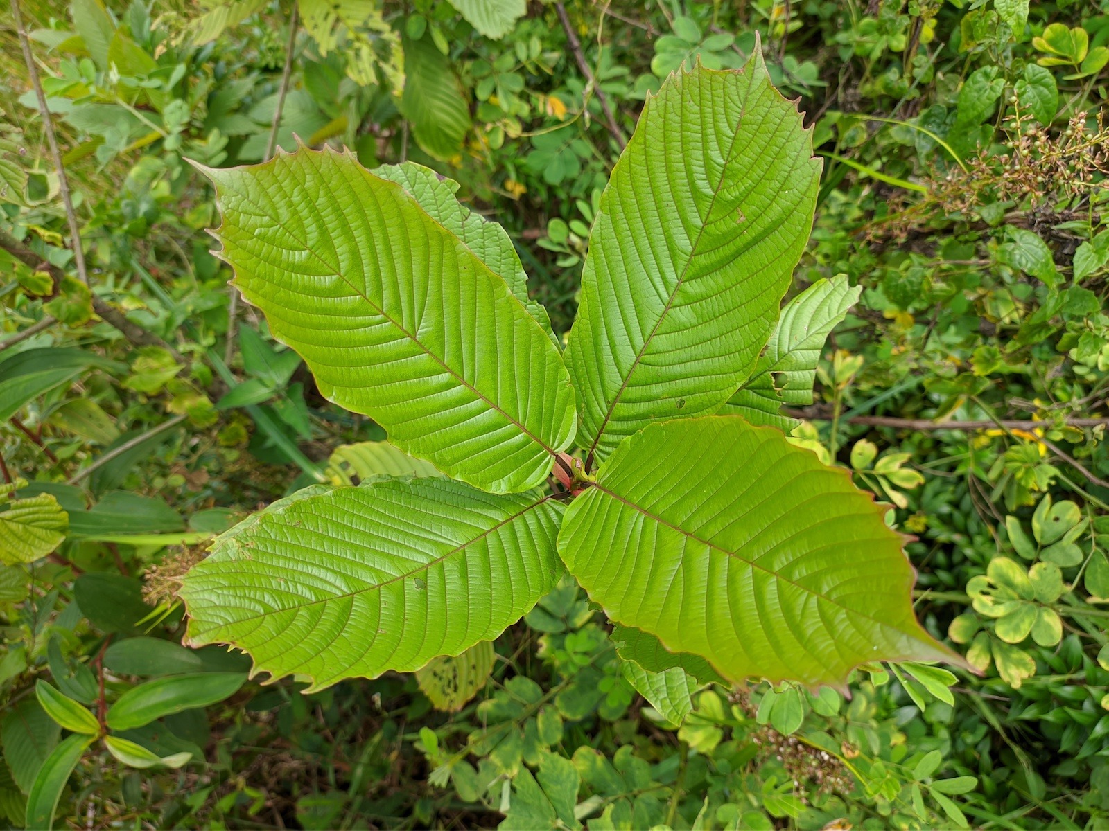 Weed plant